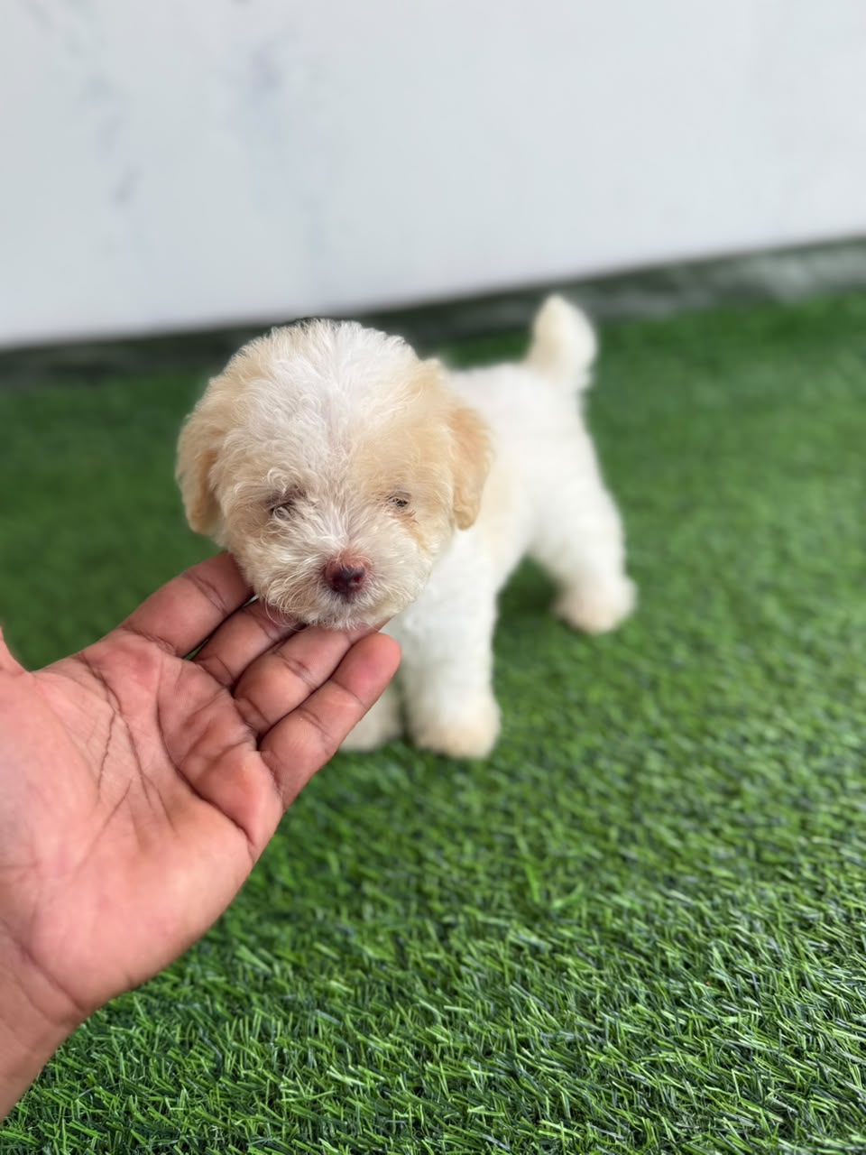OFERTA CACHORRO MALTIPOO HEMBRA  EN SANTO DOMINGO Y VACUNA AL DIA  Foto 7320429-3.jpg
