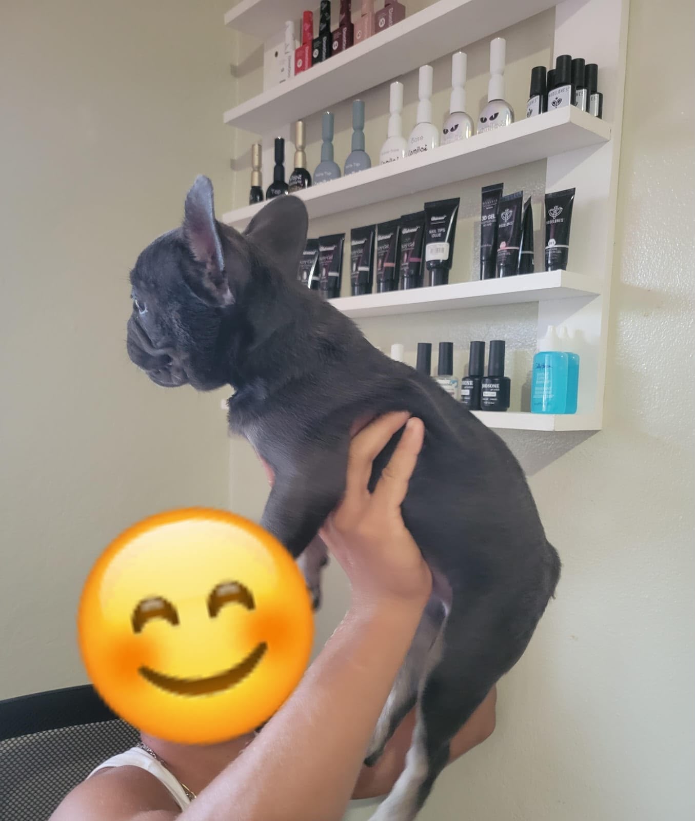 OFERTA CACHORRO BULLDOG FRANCES HEMBRA EN SANTO DOMINGO Y VACUNA AL DI Foto 7320430-1.jpg