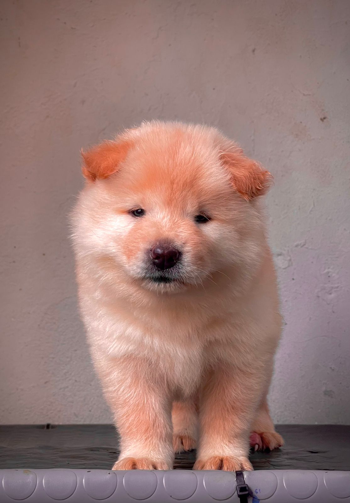 OFERTA CACHORRO CHOW CHOW AMBOS SEXO EN BONAO Y VACUNA AL DIA  Foto 7320792-1.jpg