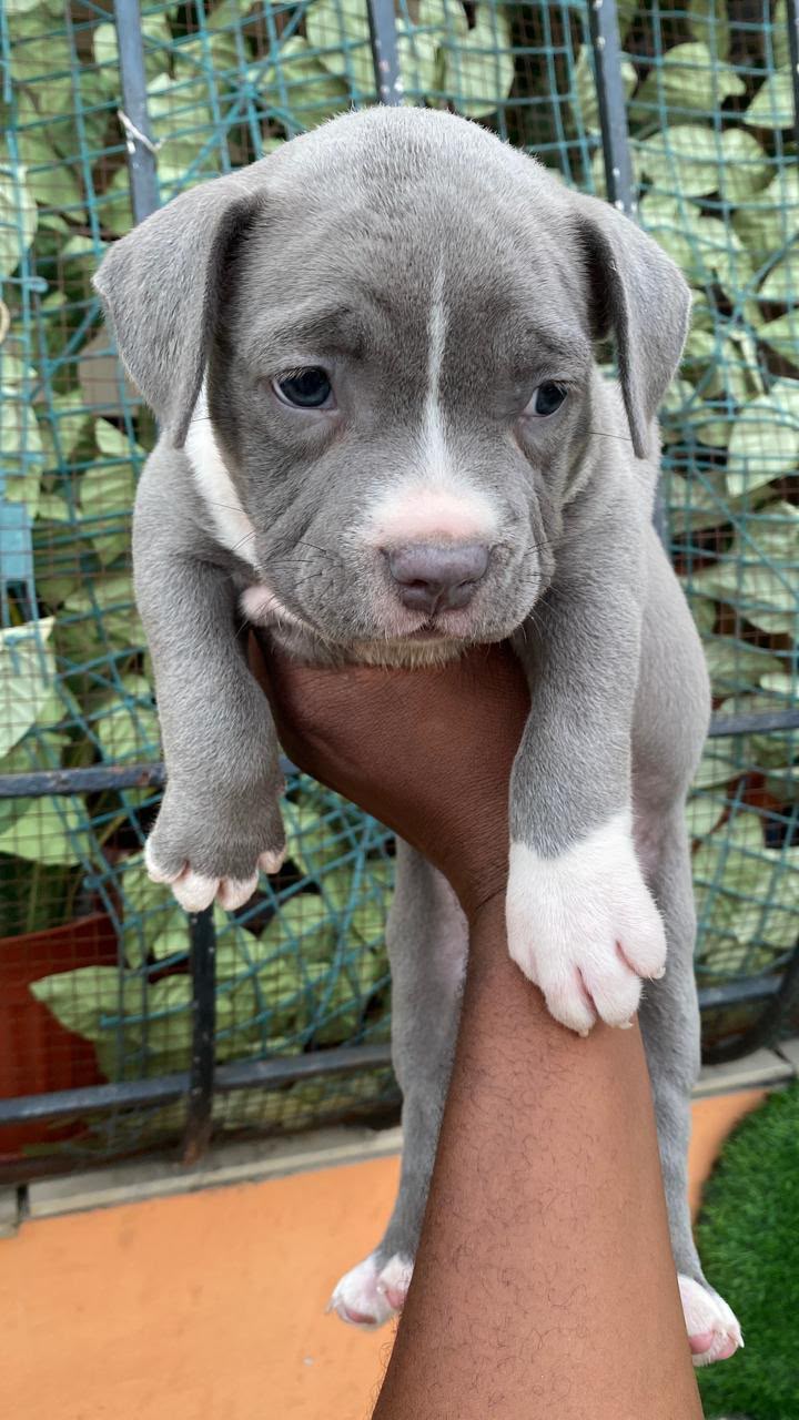 OFERTA CACHORRO PITBULLY HEMBRA EN SANTO DOMINGO Y VACUNA AL DIA   Foto 7320795-1.jpg