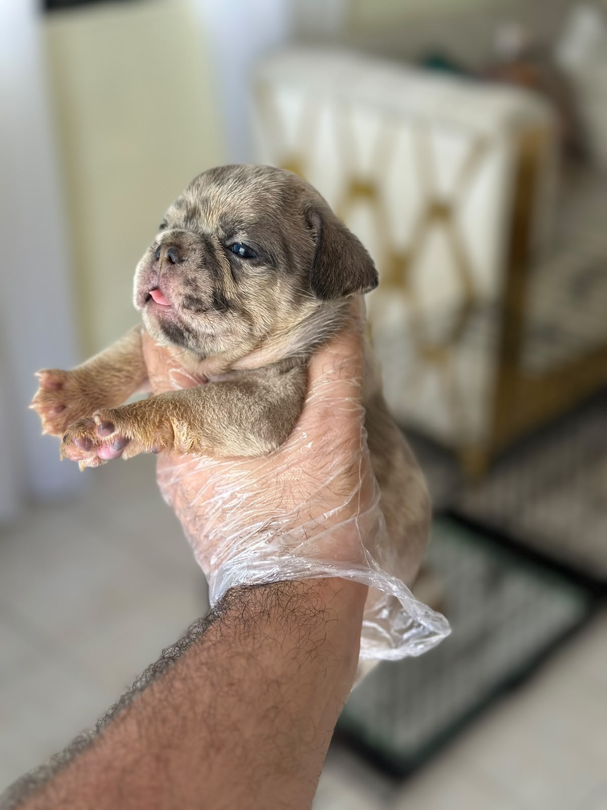 OFERTA CACHORRO BULLDOG FRANCES AMBOS SEXO  EN SANTO DOMINGO Y VACUNA  Foto 7320796-1.jpg