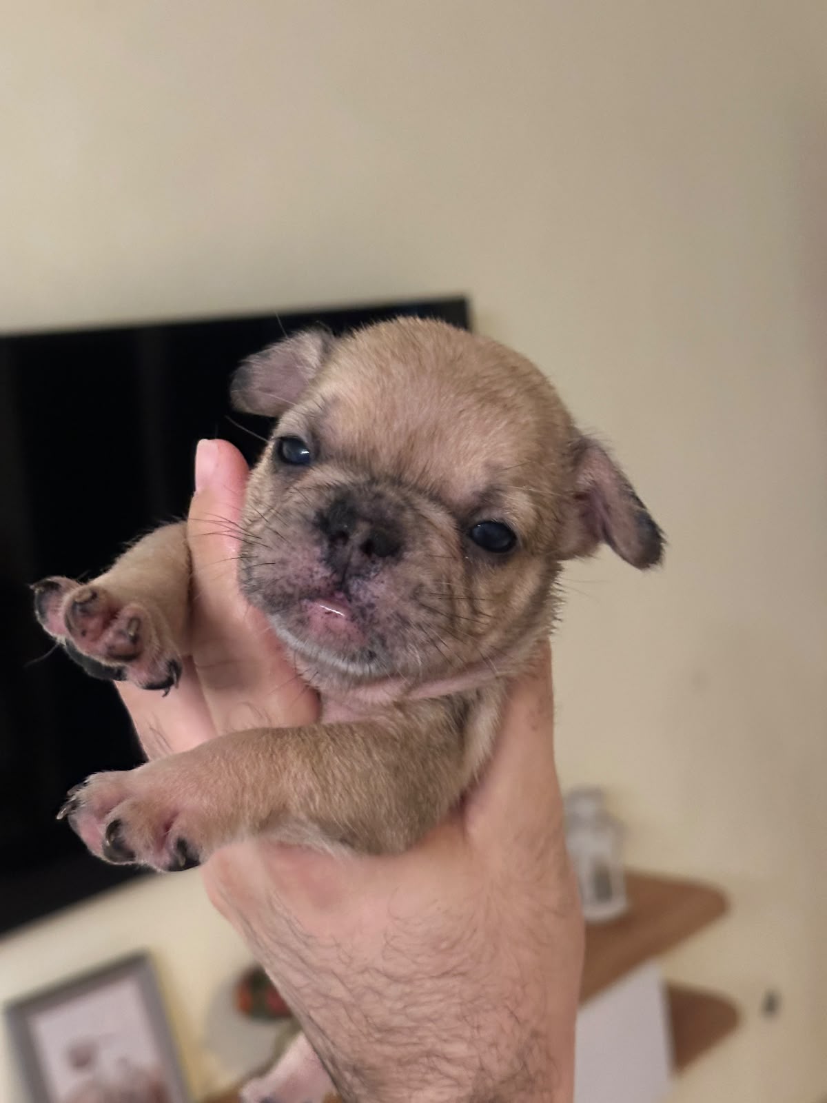 OFERTA CACHORRO BULLDOG FRANCES AMBOS SEXO  EN SANTO DOMINGO Y VACUNA  Foto 7320796-2.jpg