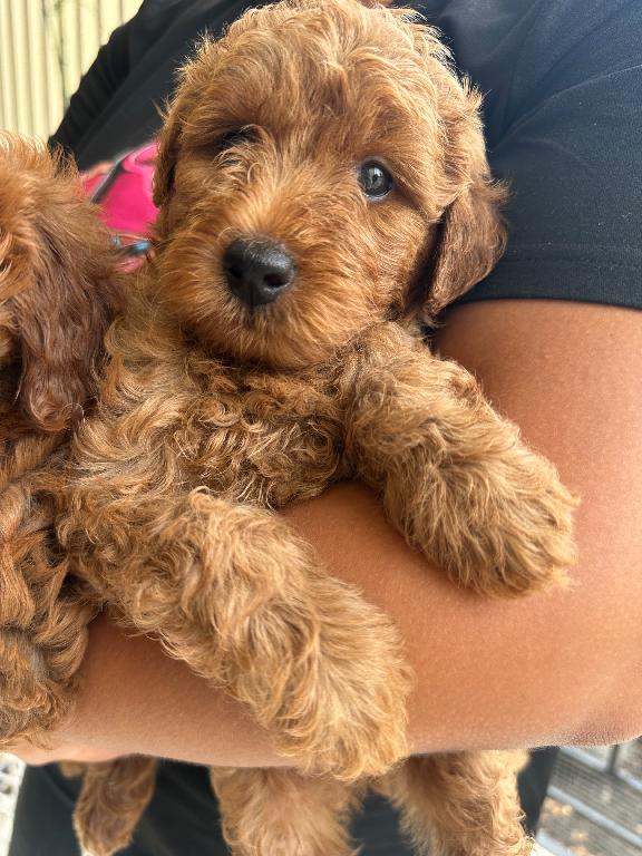 FERTA CACHORRO MINI GOLDENDOODLE  MACHO EN UBICADO EN SANTO DOMINGO Y  Foto 7320801-1.jpg