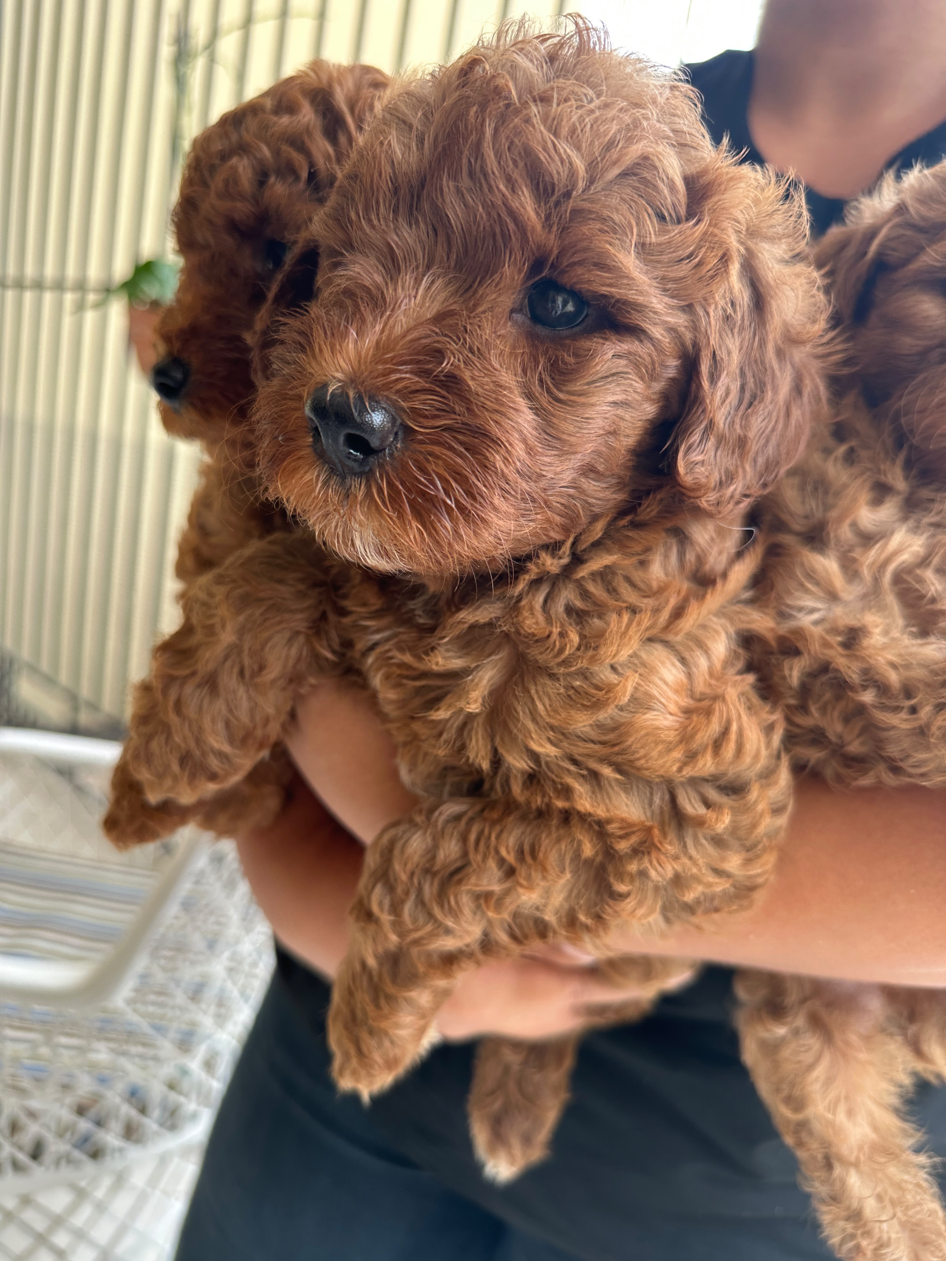 FERTA CACHORRO MINI GOLDENDOODLE  MACHO EN UBICADO EN SANTO DOMINGO Y  Foto 7320801-3.jpg