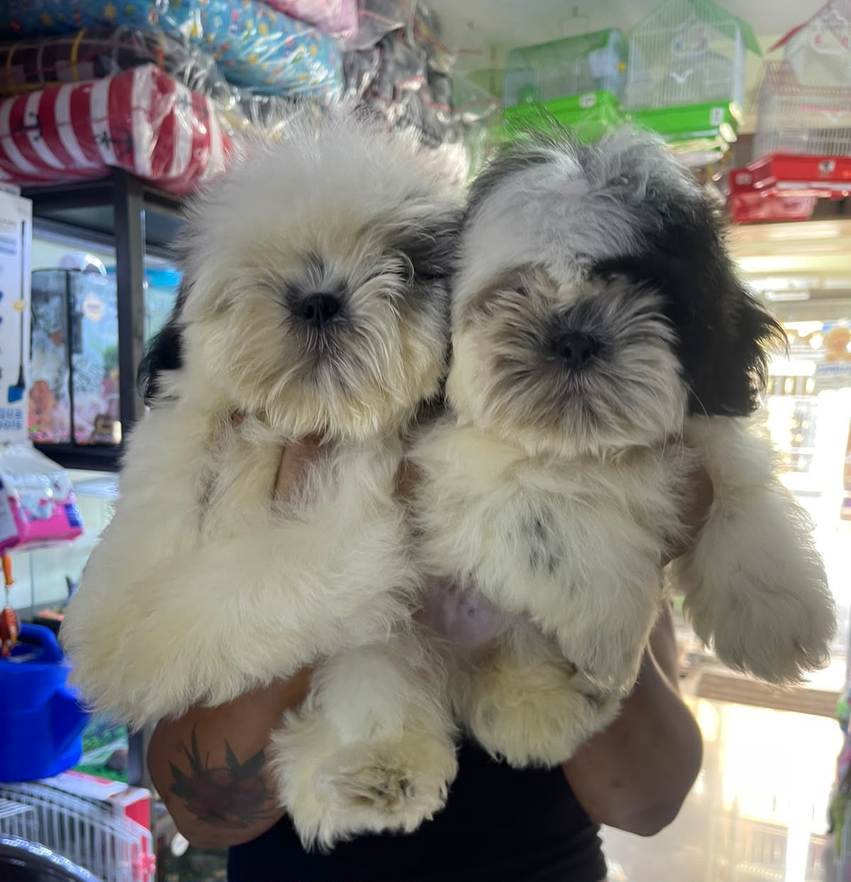 OFERTA CACHORRO SHIH TZU MACHO EN SANTO DOMINGO Y VACUNADOS  Foto 7321009-1.jpg
