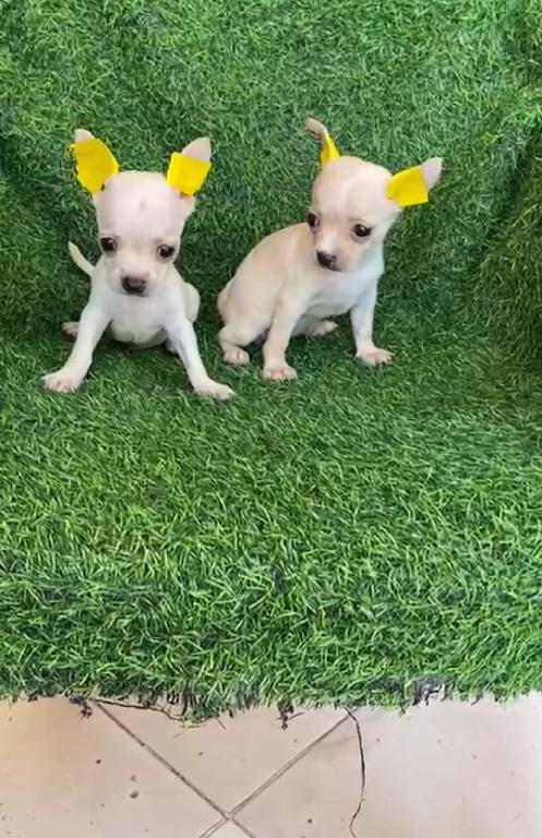 OFERTA CACHORRO CHIHUAHUA  AMBOS SEXO EN SANTO DOMINGO Y VACUNA AL DIA Foto 7321012-1.jpg