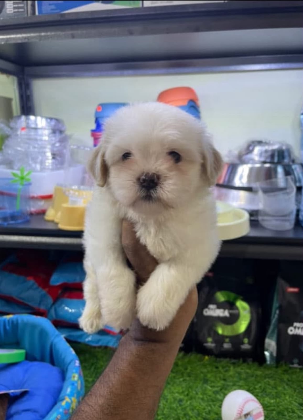 OFERTA CACHORRO SHIPOO MACHO UBICADO EN SANTO DOMINGO Y TIENE SU VACUN Foto 7321050-1.jpg