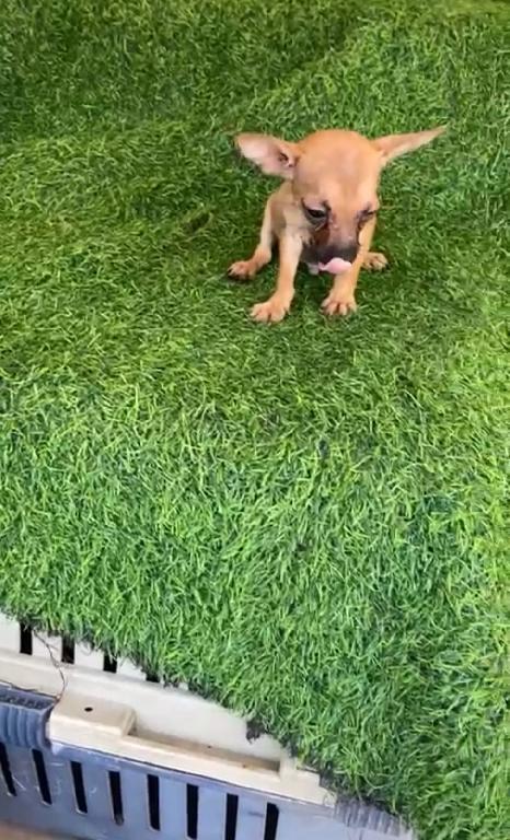 OFERTA CACHORRO CHIHUAHUA  AMBOS SEXO EN SANTO DOMINGO Y VACUNA AL DIA Foto 7321227-1.jpg