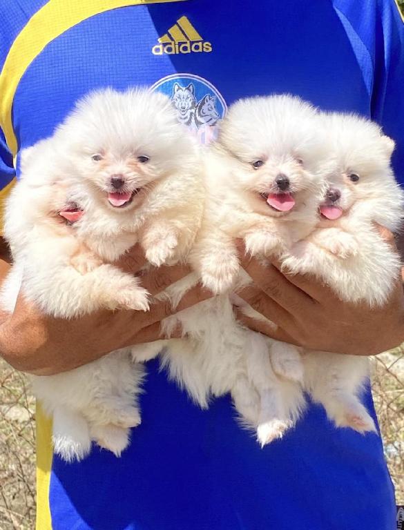 Pomerania Ambos Sexos  Foto 7321593-1.jpg