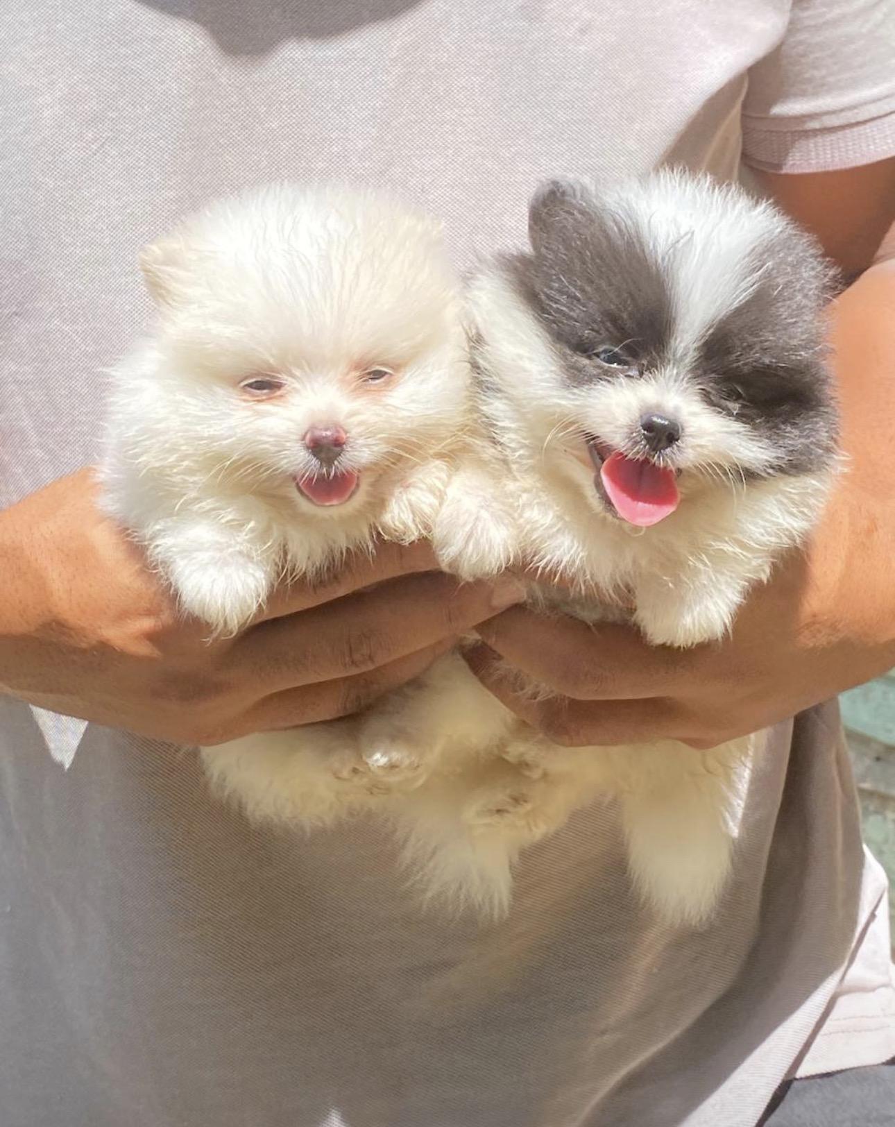 Pomerania Ambos Sexos  Foto 7321593-4.jpg