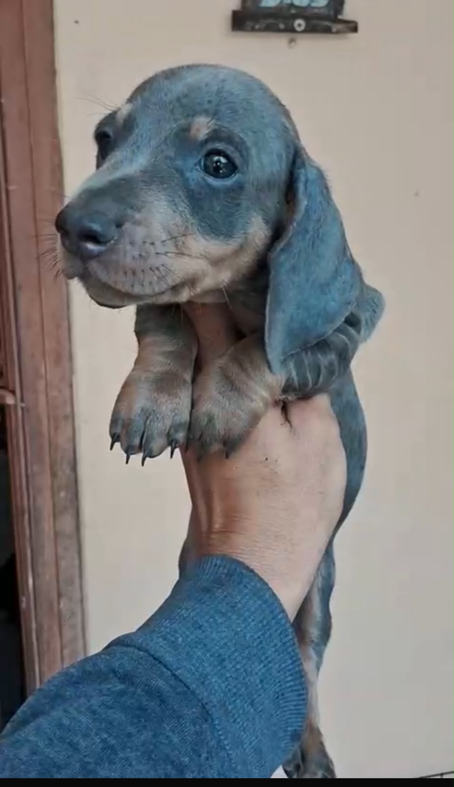 OFERTA CACHORRO SALCHICHA MACHO BLUE UBICADO EN SANTO DOMINGO Y TIENE  Foto 7321594-3.jpg