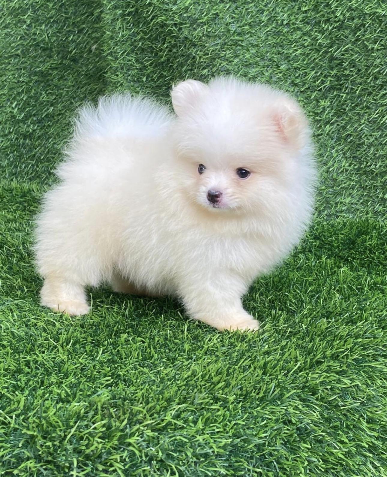 Pomerania Calidad Cara de Oso Ambos Sexos  Foto 7321595-3.jpg