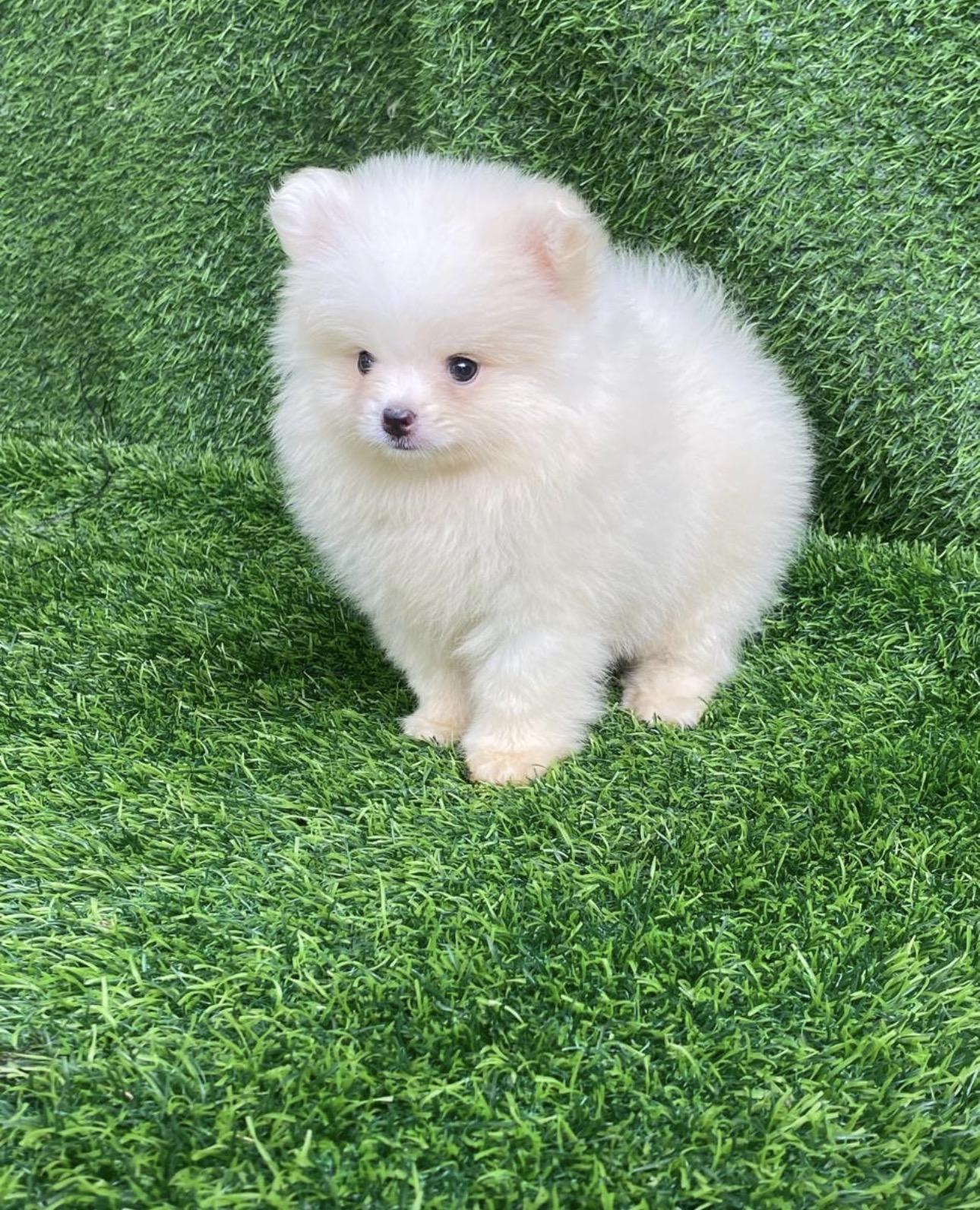 Pomerania Calidad Cara de Oso Ambos Sexos  Foto 7321595-4.jpg