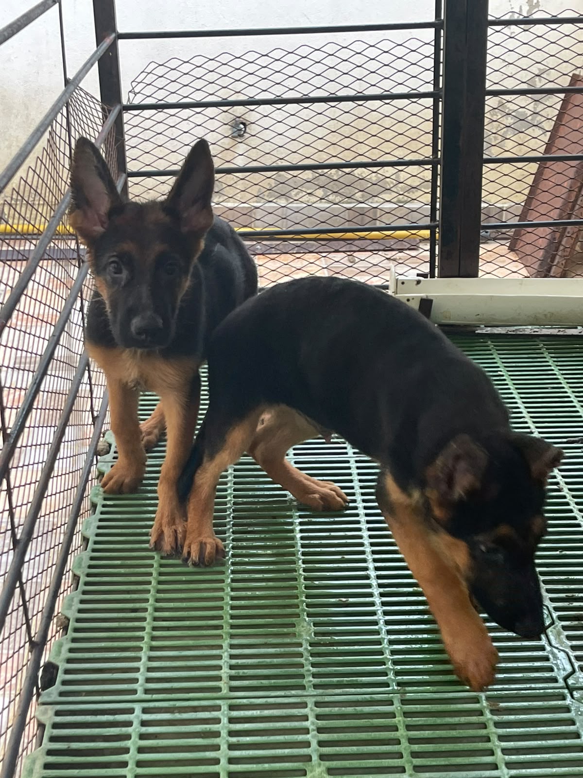 OFERTA CACHORRO PASTOR ALEMÁN CON PEDIGRI UBICADO EN SANTO DOMINGO Y T Foto 7321596-2.jpg