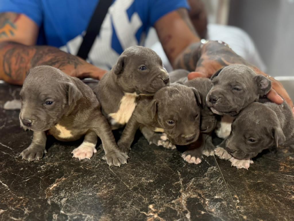 Pitbull Blue Ambos Sexos  Foto 7321597-1.jpg
