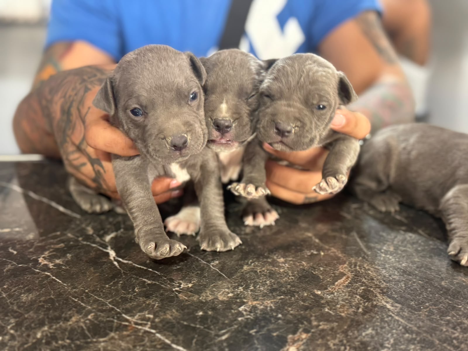 Pitbull Blue Ambos Sexos  Foto 7321597-2.jpg