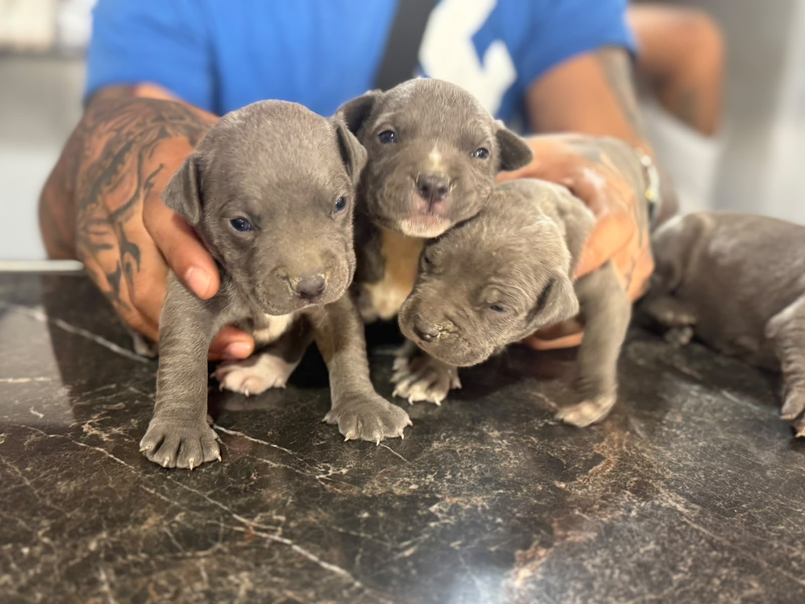 Pitbull Blue Ambos Sexos  Foto 7321597-3.jpg