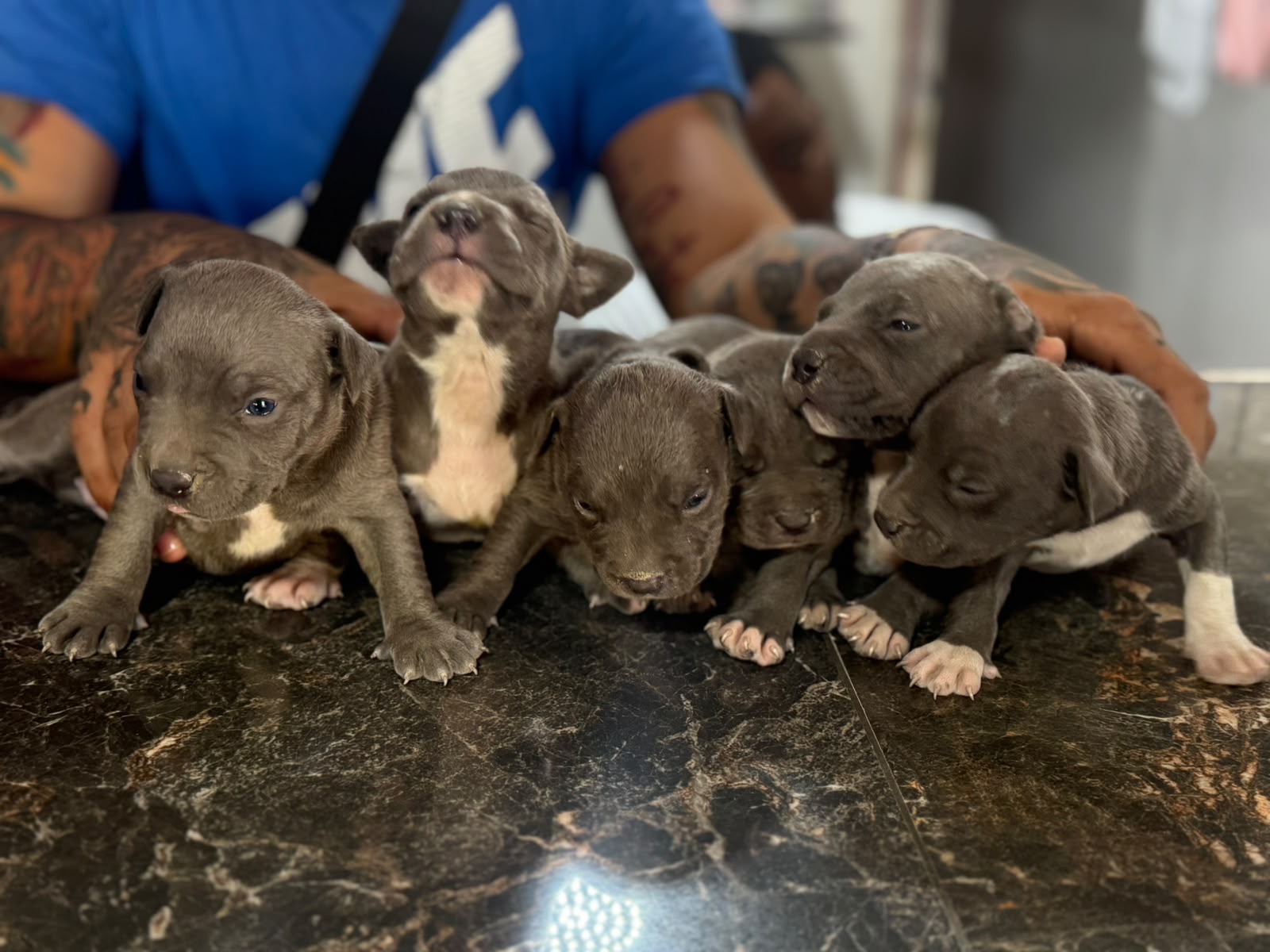 Pitbull Blue Ambos Sexos  Foto 7321597-5.jpg
