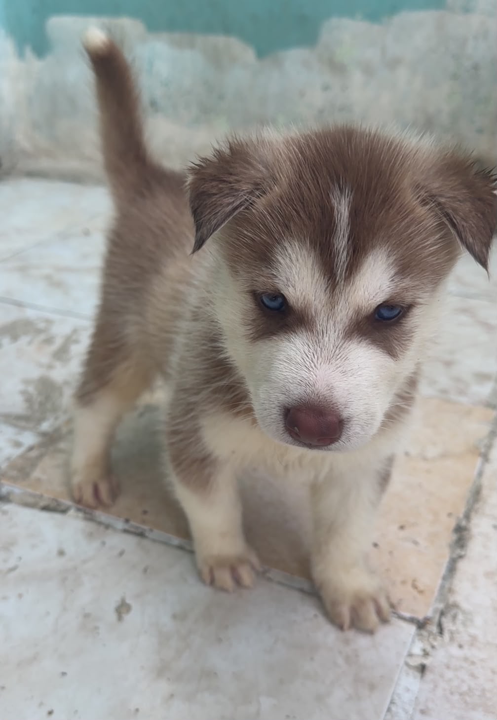 OFERTA CACHORRO HUSKY MACHO EN SANTO DOMINGO Y VACUNA AL DIA  Foto 7321598-1.jpg