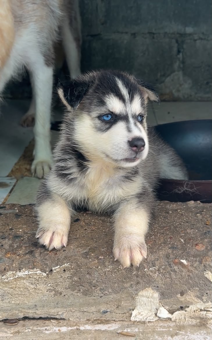 OFERTA CACHORRO HUSKY MACHO EN SANTO DOMINGO Y VACUNA AL DIA  Foto 7321598-2.jpg