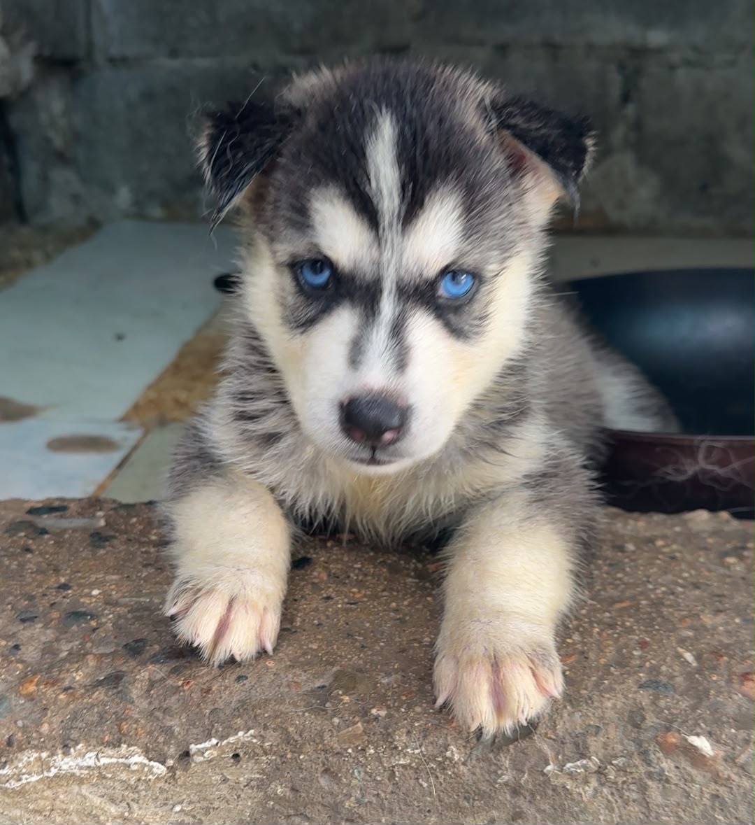 OFERTA CACHORRO HUSKY MACHO EN SANTO DOMINGO Y VACUNA AL DIA  Foto 7321598-3.jpg
