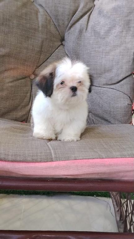 OFERTA CACHORRO SHIH TZU MACHO EN SANTO DOMINGO Y VACUNADOS  Foto 7321599-1.jpg