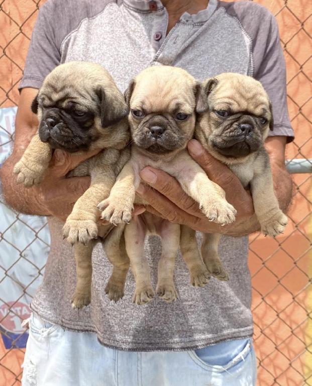 PUG Ambos Sexos  Foto 7321602-1.jpg