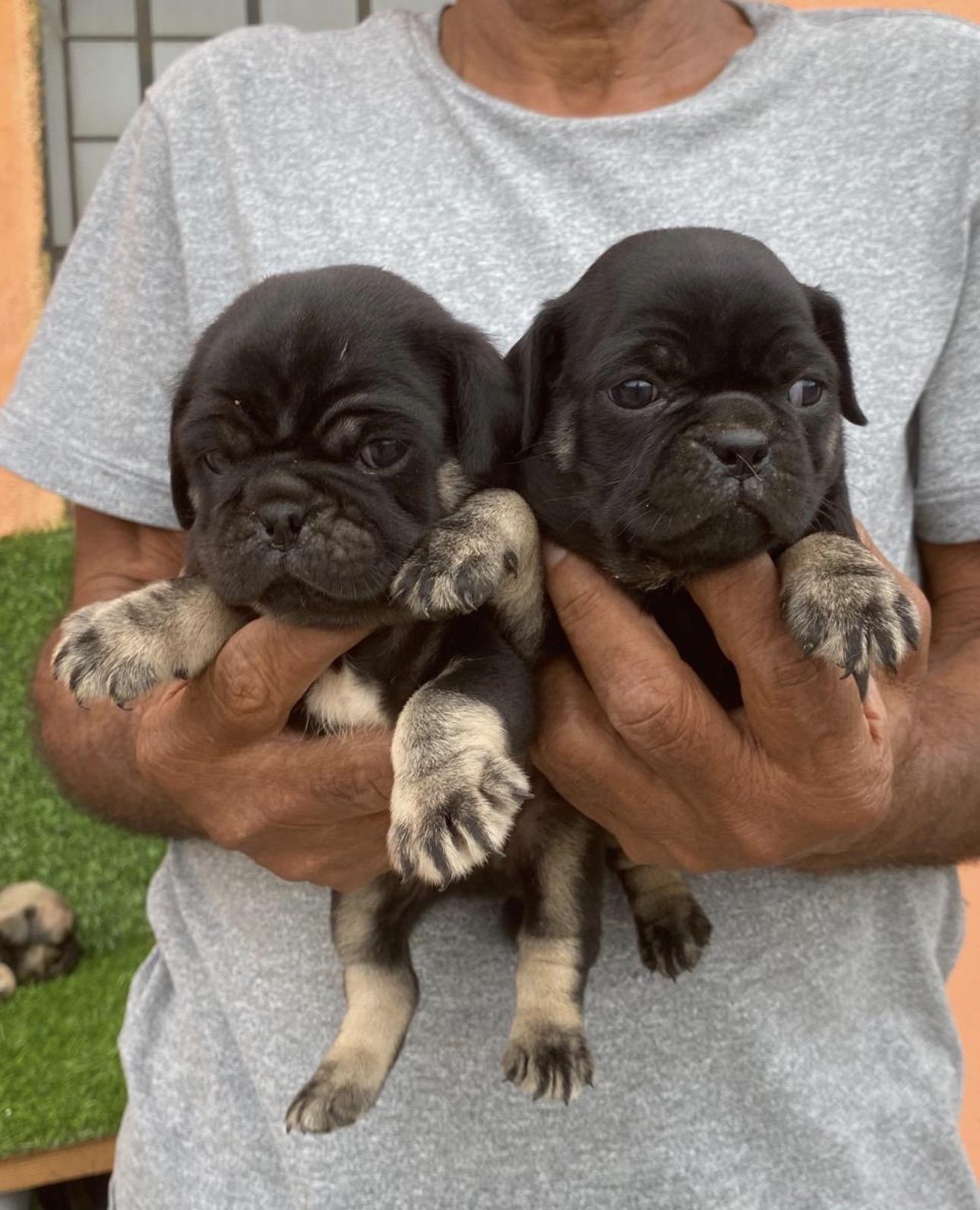 PUG Ambos Sexos  Foto 7321602-2.jpg