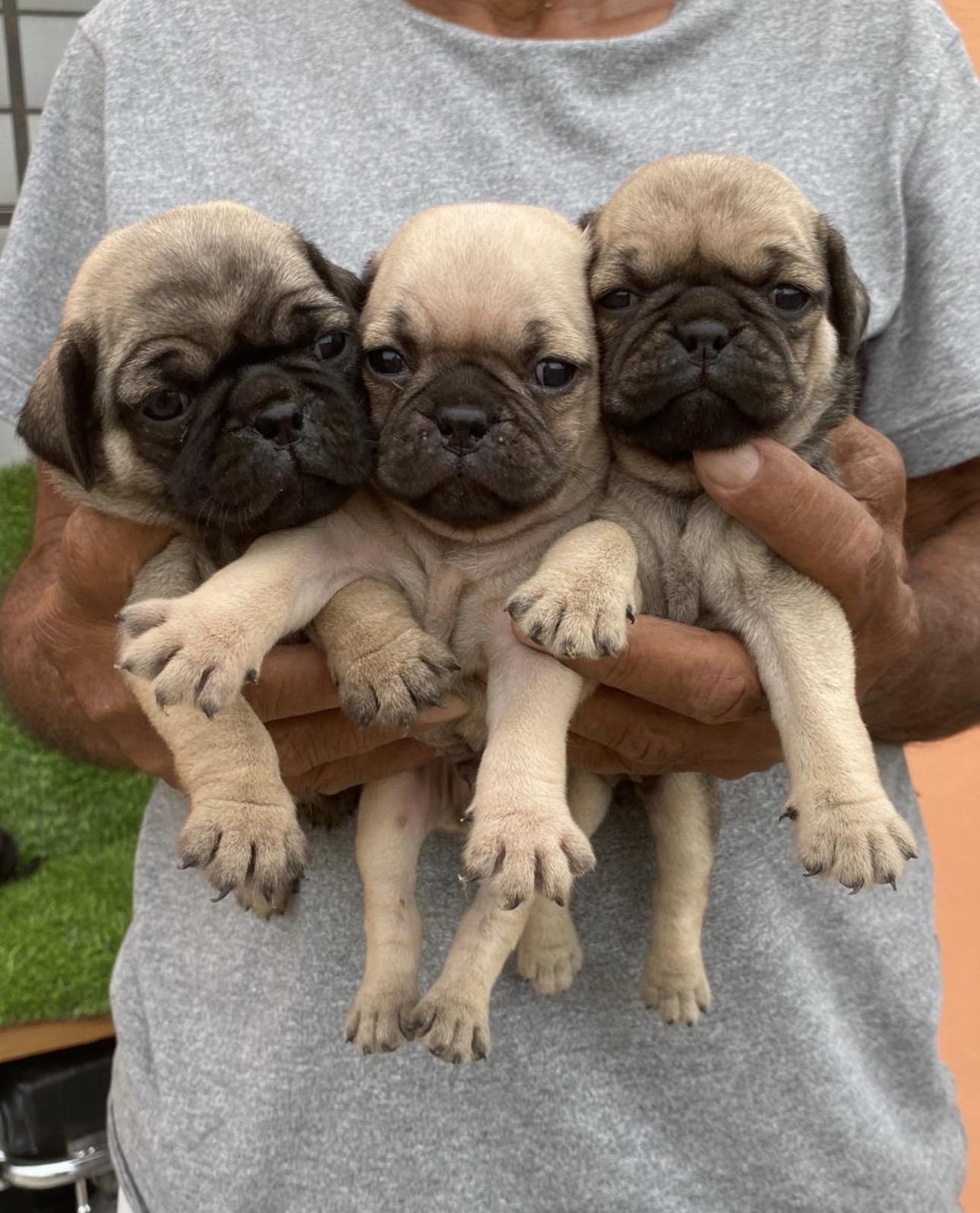 PUG Ambos Sexos  Foto 7321602-3.jpg