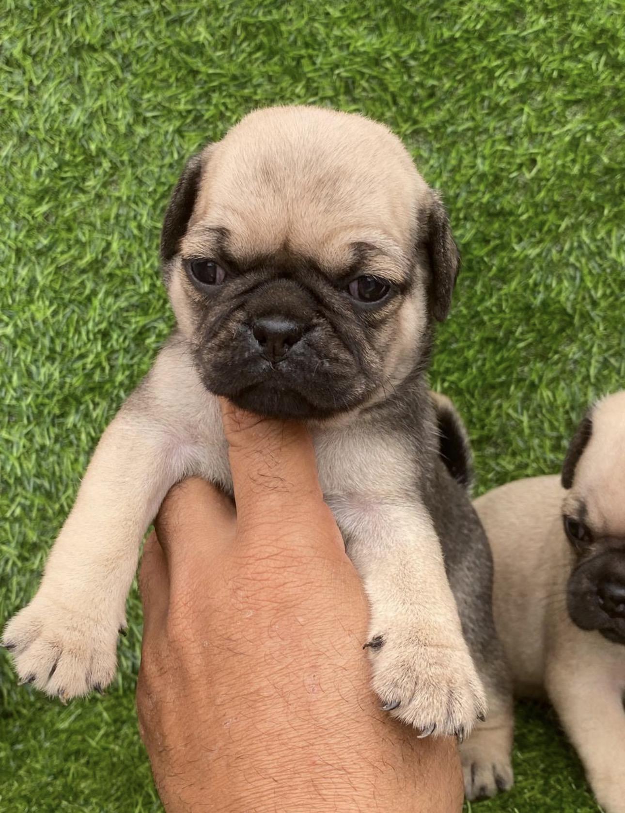 PUG Ambos Sexos  Foto 7321602-4.jpg