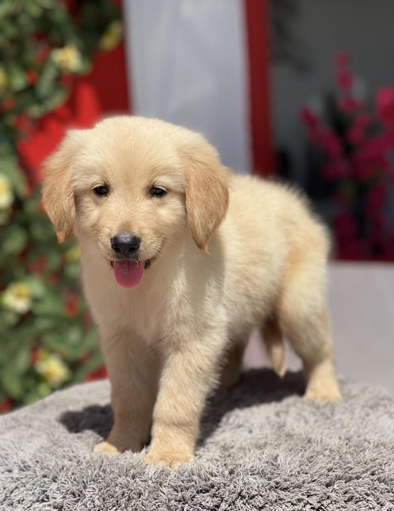 Golden Retriever Ambos Sexos  Foto 7321604-2.jpg