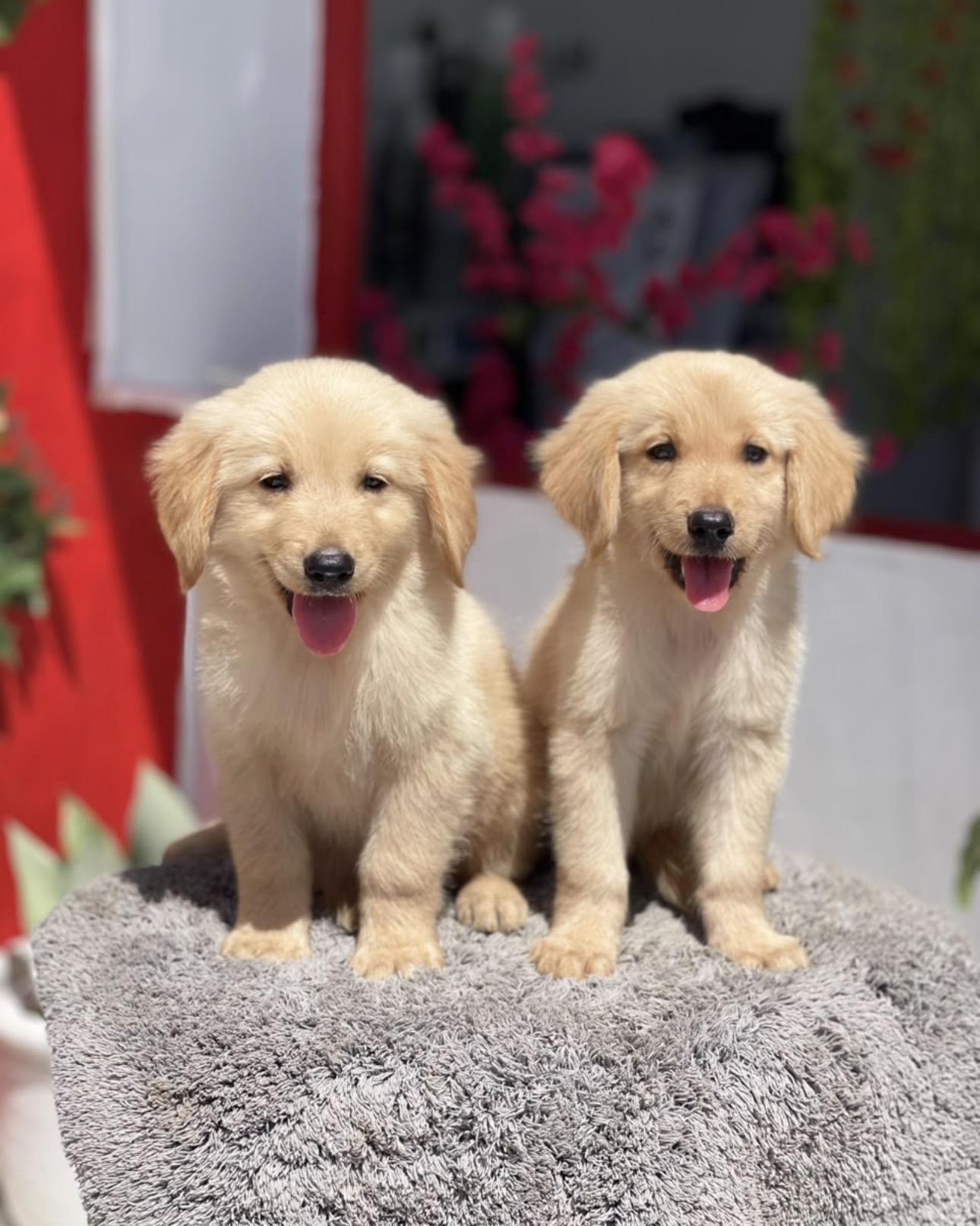 Golden Retriever Ambos Sexos  Foto 7321604-3.jpg