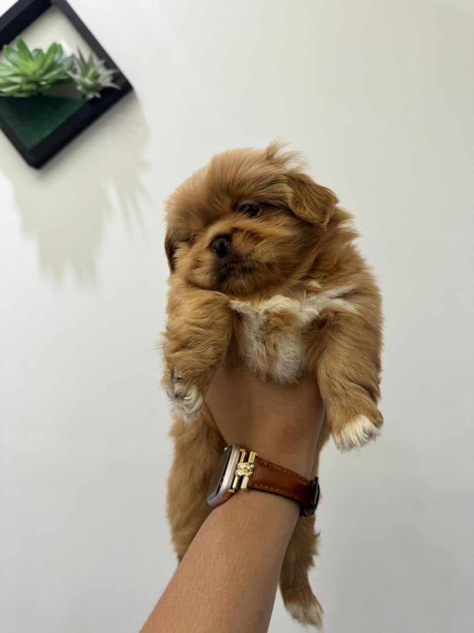 Pekines   Macho Foto 7321607-2.jpg