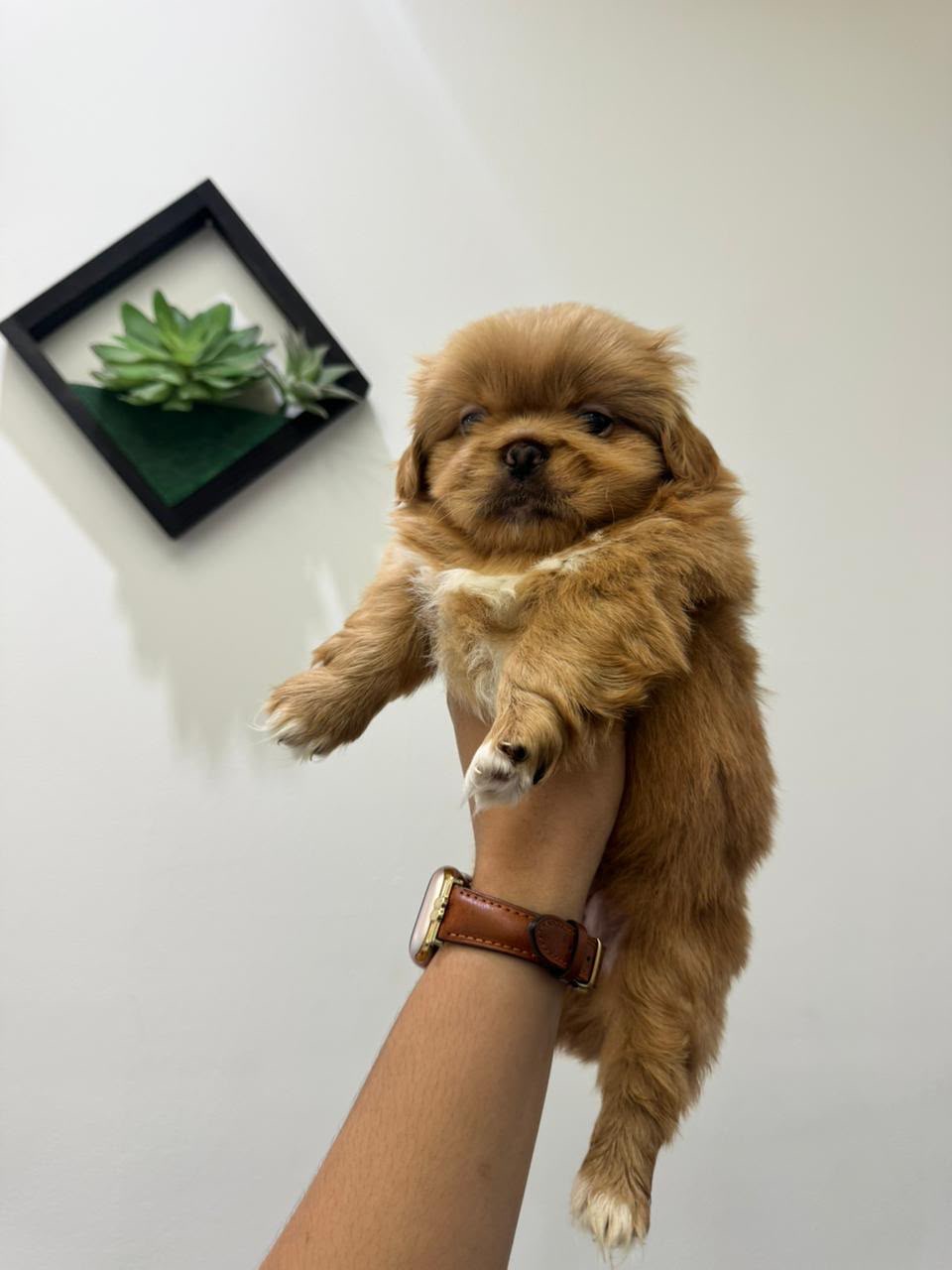 Pekines   Macho Foto 7321607-4.jpg