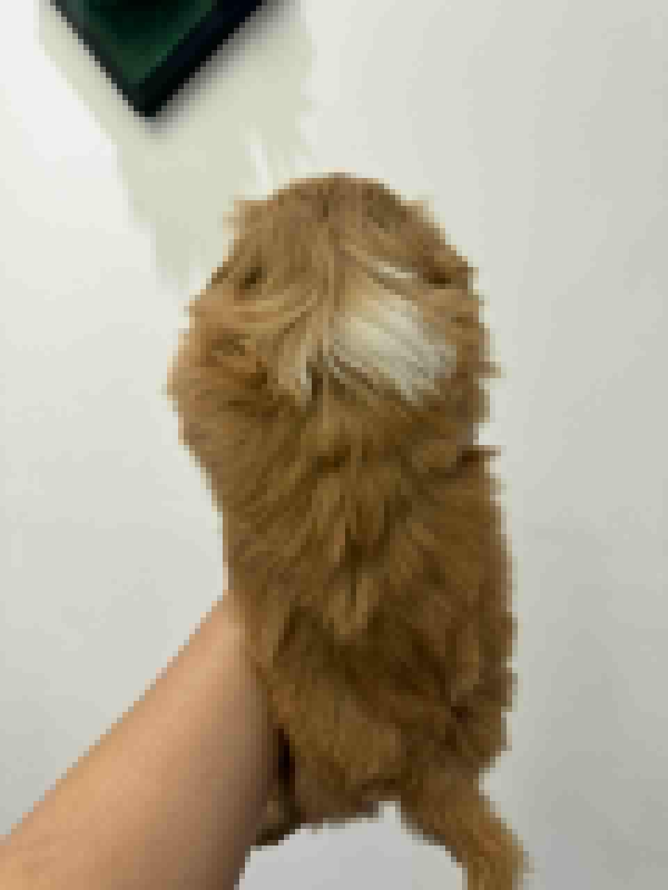 Pekines   Macho Foto 7321607-5.jpg