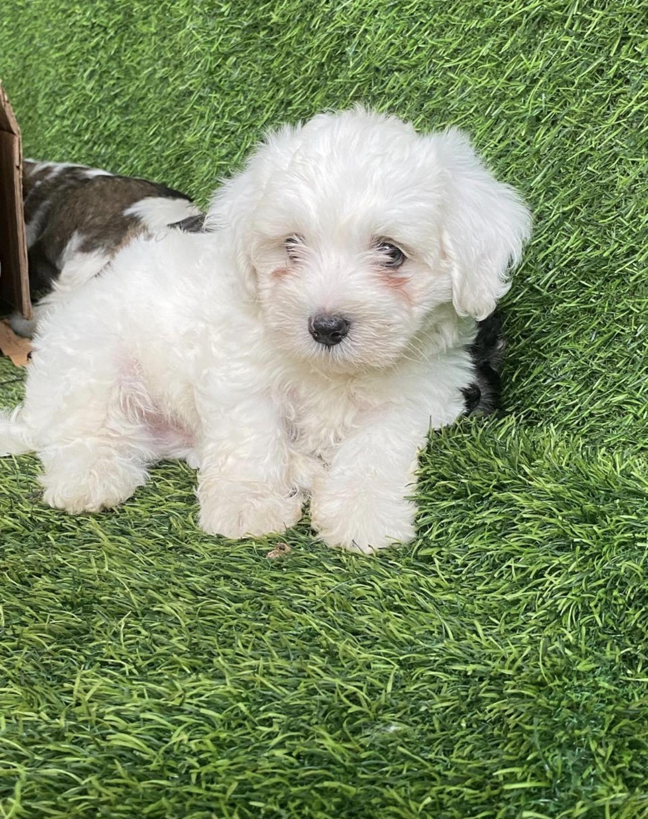 Maltipoo Ambos Sexos  Foto 7321608-3.jpg