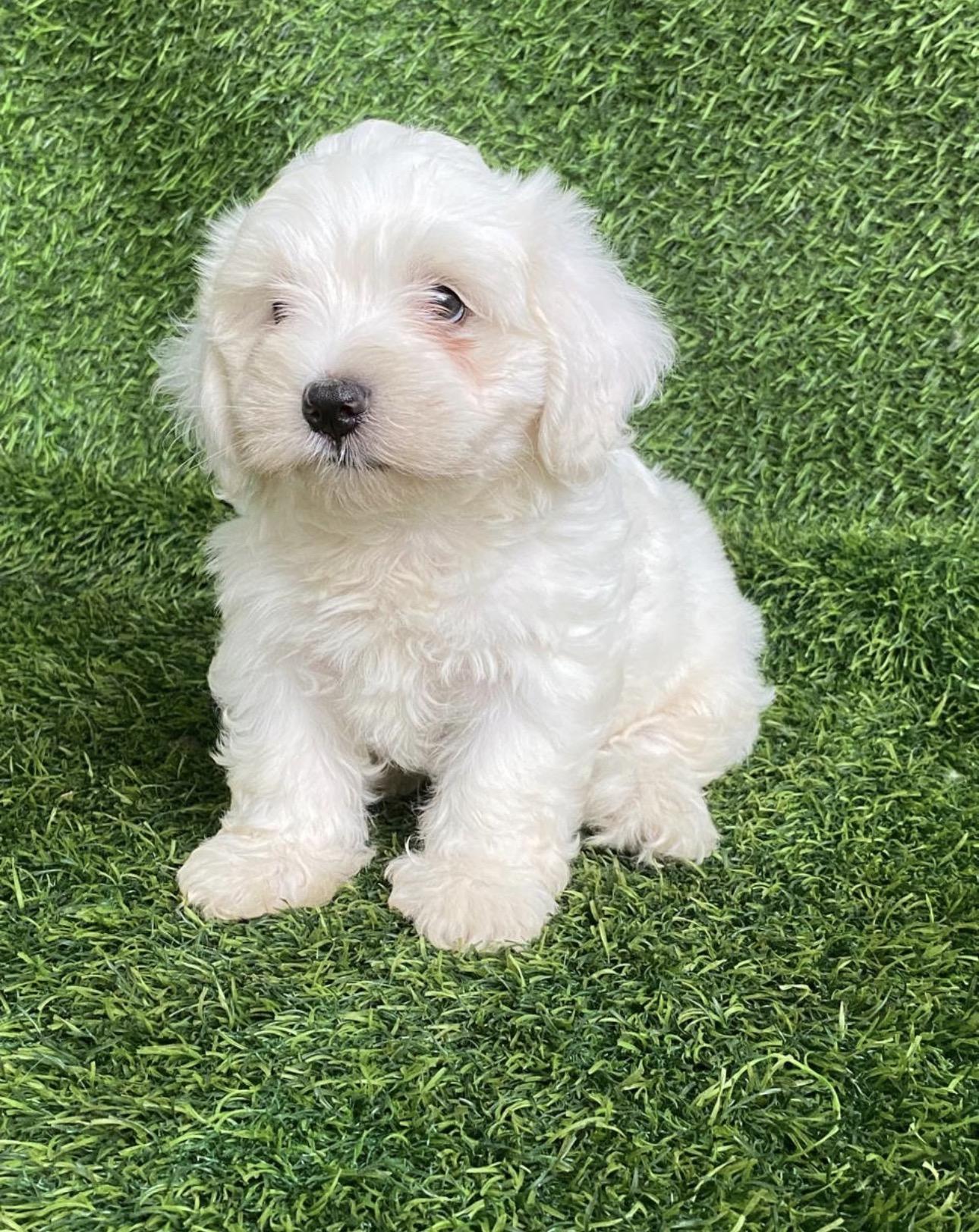 Maltipoo Ambos Sexos  Foto 7321608-4.jpg