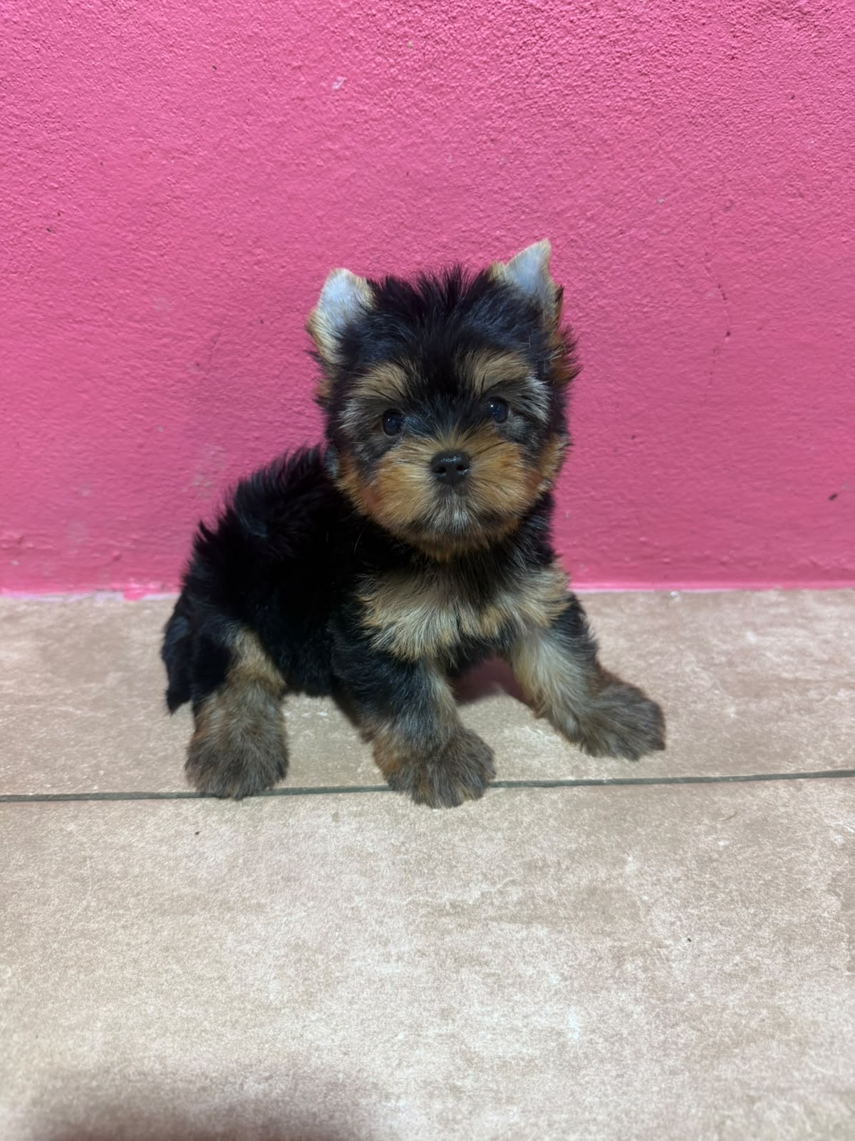 Yorkie Ambos Sexos  Foto 7321611-1.jpg