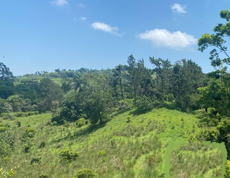 Vendo 243000 Mts.2 en 3 Terrenos BUENA VISTA JARABACOA Cerca del RAQUE Foto 7321850-4.jpg