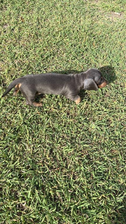 OFERTA CACHORRO SALCHICHA MACHO UBICADO EN SANTO DOMINGO Y TIENE SU VA Foto 7321970-1.jpg