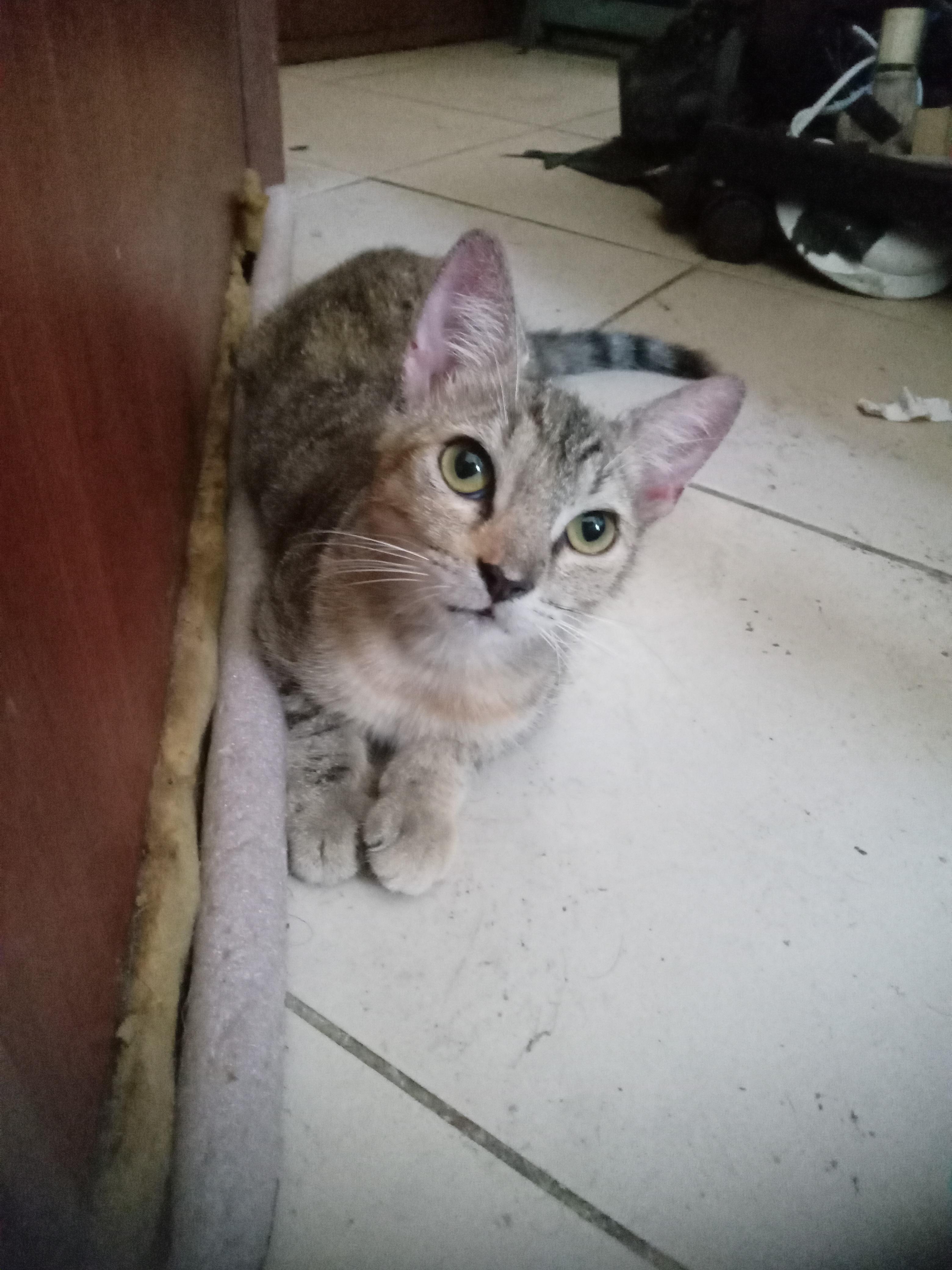 Gatita cazadora profesional Foto 7321976-2.jpg