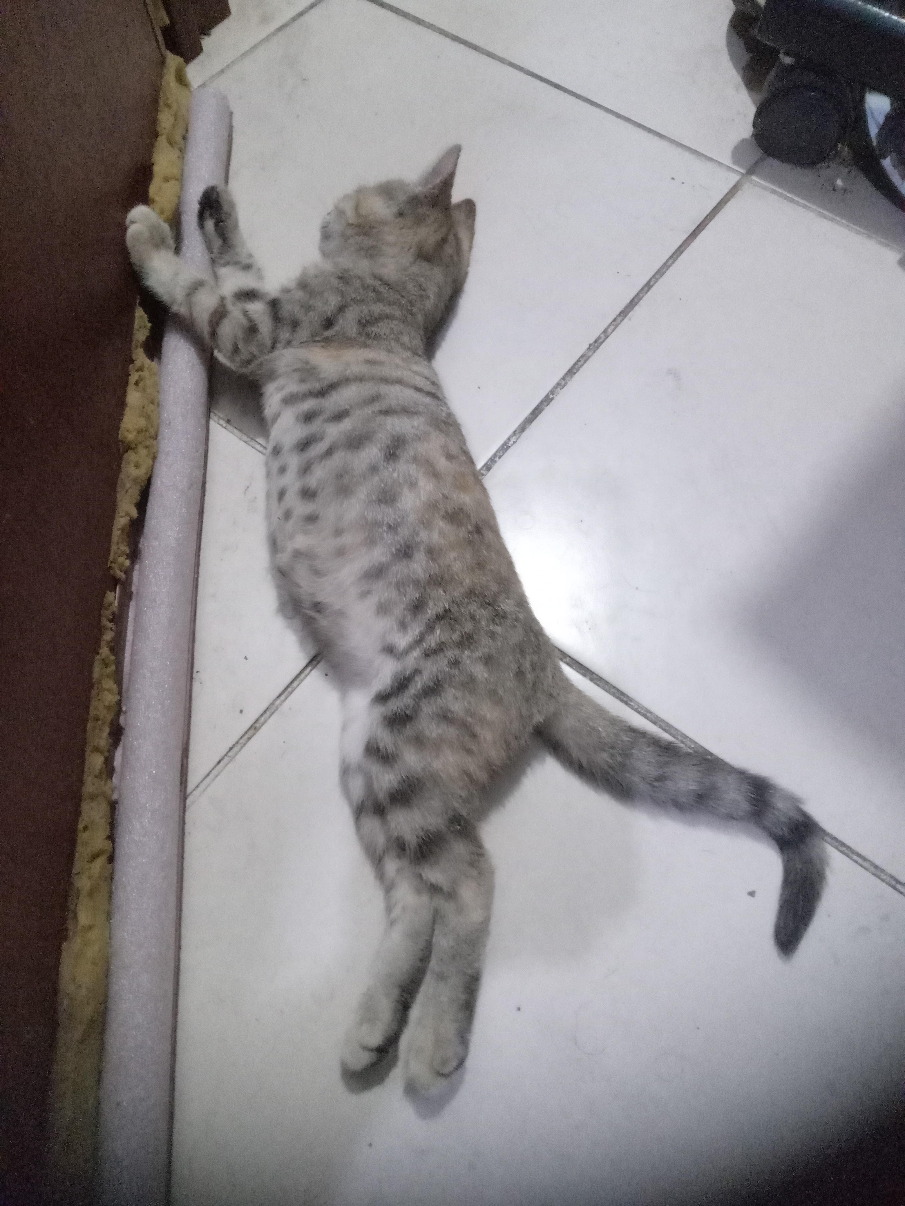 Gatita cazadora profesional Foto 7321976-4.jpg
