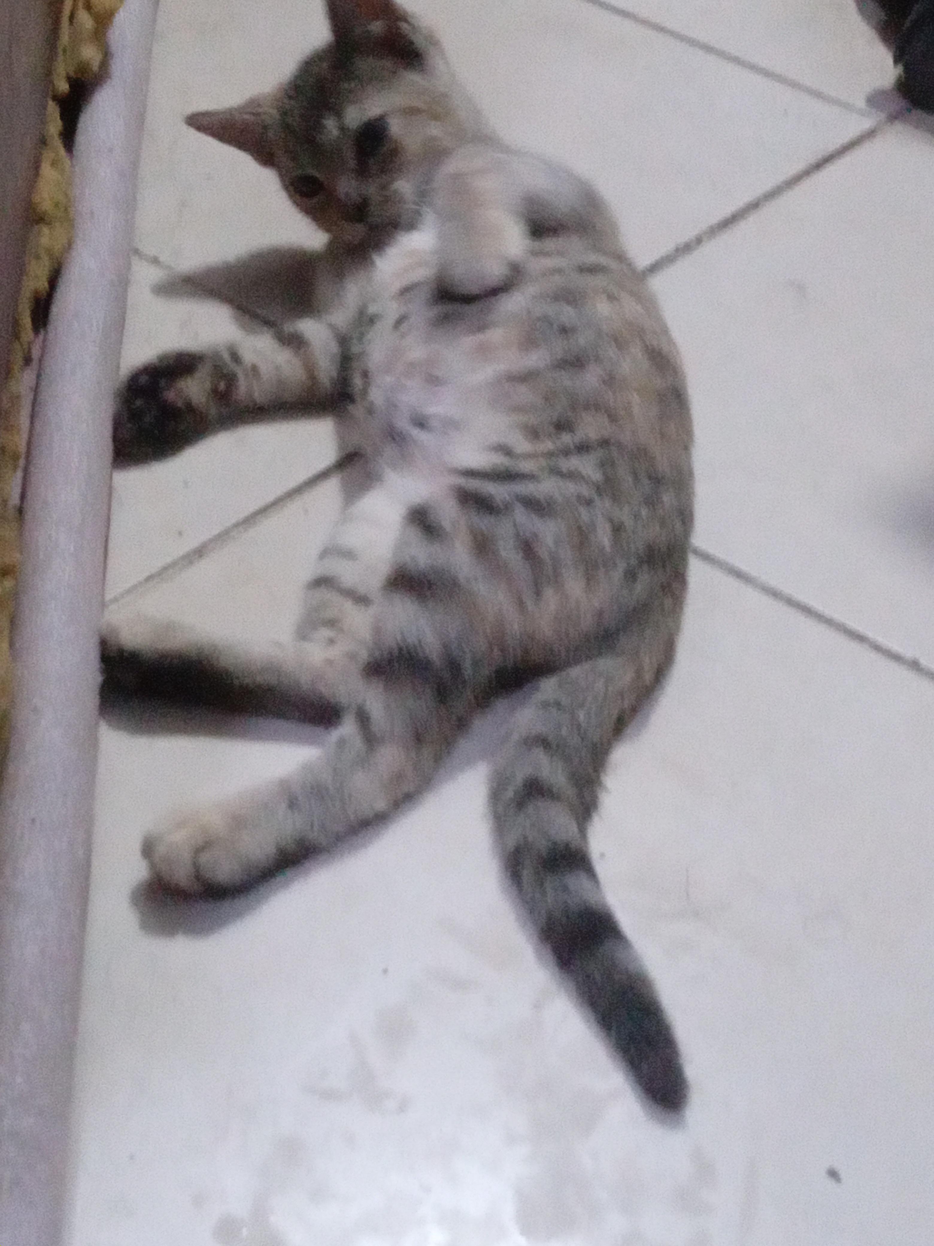 Gatita cazadora profesional Foto 7321976-5.jpg