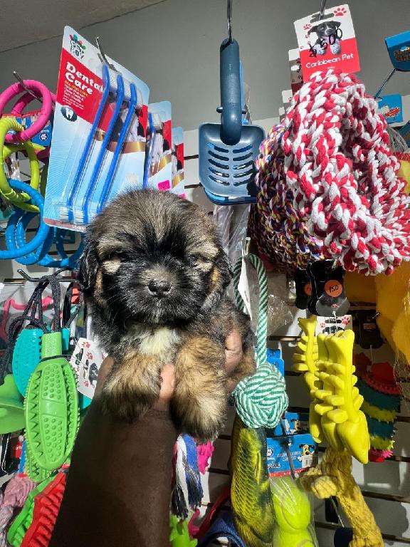 OFERTA CACHORRO SHIPOO HEMBRA EN UBICADO EN SANTO DOMINGO Y TIENE SU V Foto 7321989-1.jpg