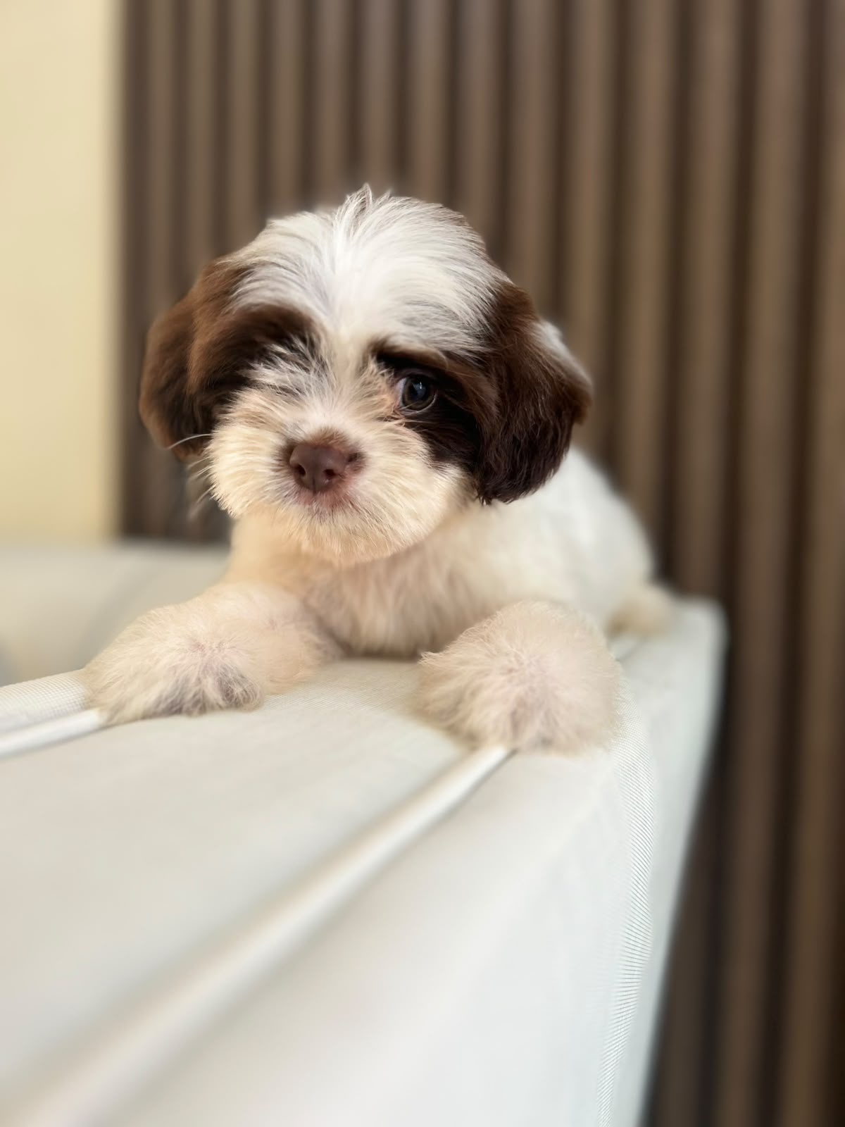 OFERTA CACHORRO SHIPOO MACHO EN UBICADO EN SANTO DOMINGO Y TIENE SU VA Foto 7321990-1.jpg