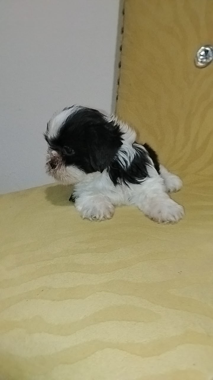 OFERTA CACHORRO SHIH TZU MACHO UBICADO EN SANTO DOMINGO Y TIENE SU VAC Foto 7321991-1.jpg