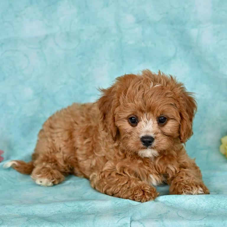 OFERTA CACHORRO CAVAPOO AMBOS SEXO UBICADO EN BOSTON Y TIENE SU VACUNA Foto 7321996-1.jpg