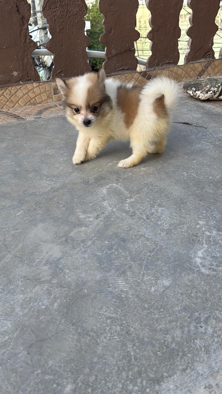 OFERTA CACHORRO POMERANIA HEMBRA EN UBICADO EN SANTO DOMINGO Y TIENE S Foto 7321999-1.jpg
