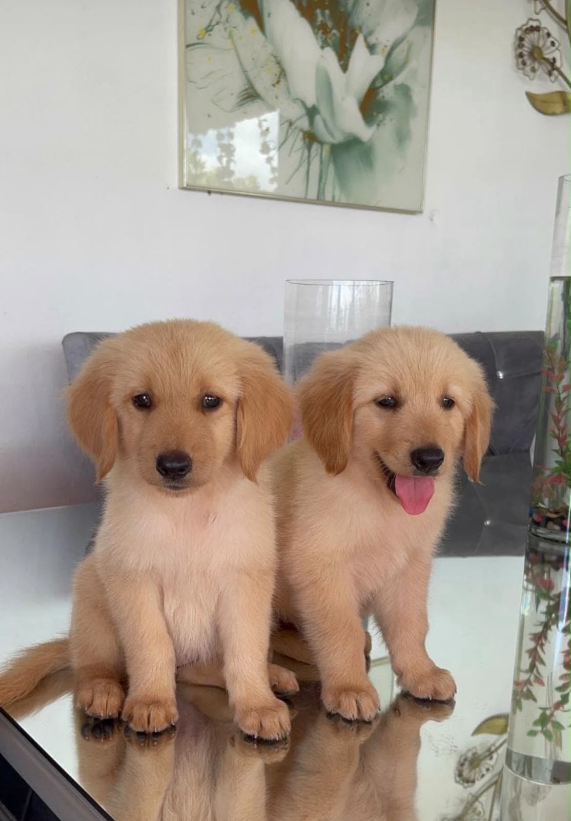 OFERTA CACHORRO GOLDEN RETRIEVER HEMBRA UBICADA EN SANTO DOMINGO Y VAC Foto 7322047-1.jpg