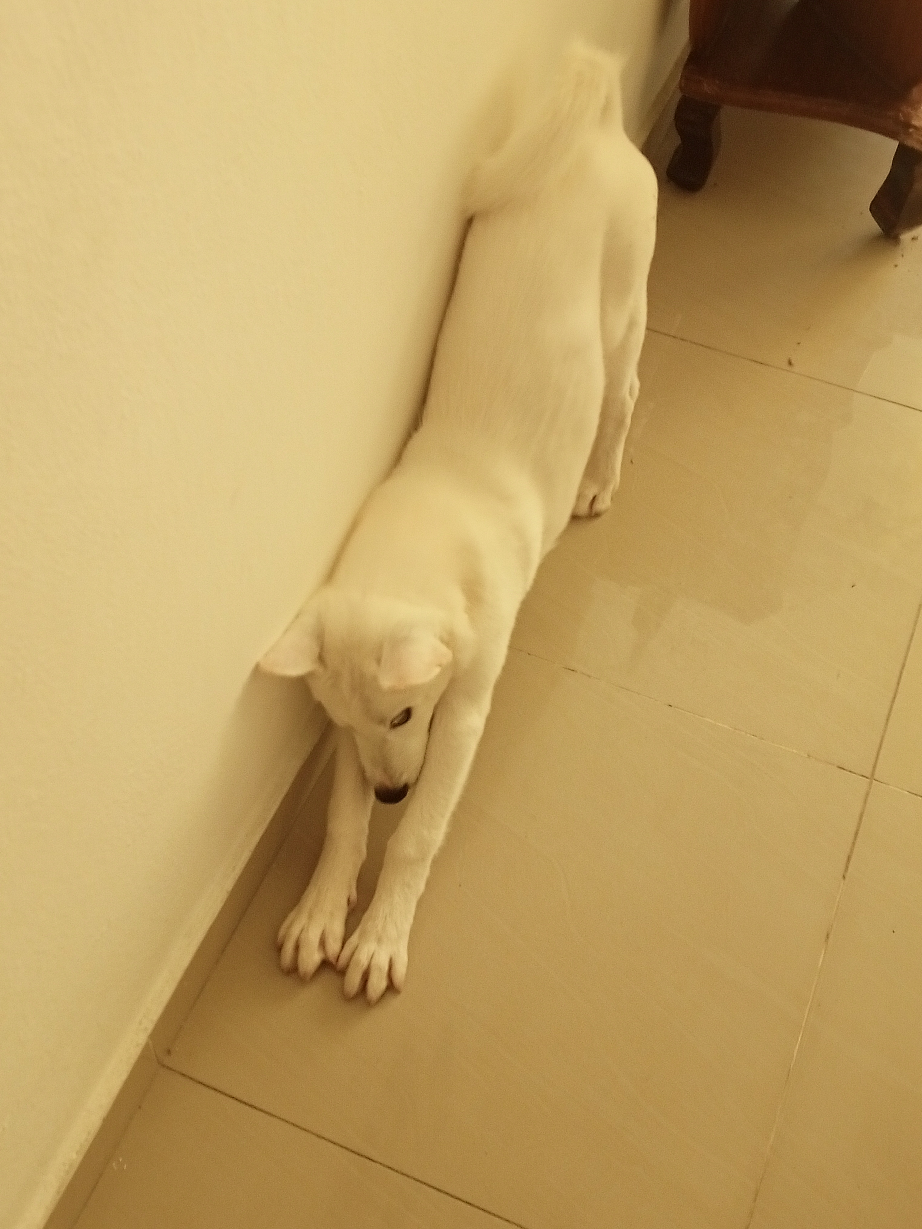 Cachorro husky blanco de 4 meses  Foto 7322059-3.jpg